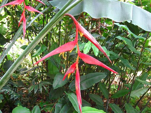 Hanging Flower